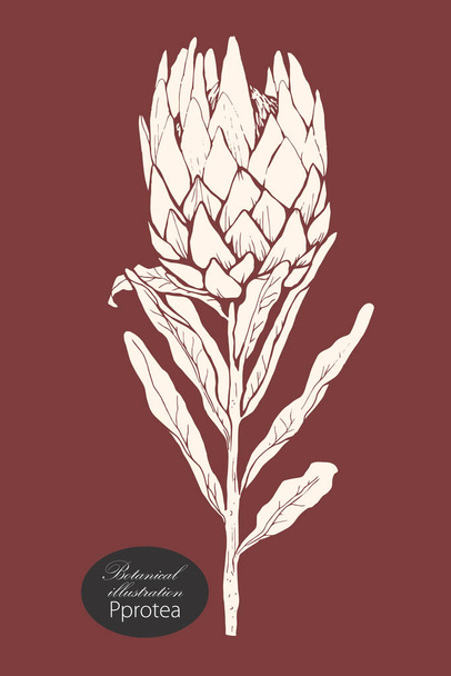 Organic botanical design template. Hand drawn Vector protea flower illustration - Wektor, obraz