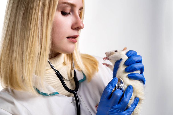 The veterinarian listens to the rats heartbeat - Foto, imagen