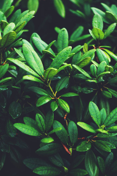 Zielone liście tła. Piękna zielona naturalna tekstura - Zdjęcie, obraz