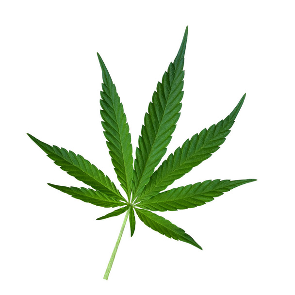 Zielony liść konopi odizolowany na białym. Wycięcie liści konopi z bliska. Leki marihuany są produkowane z liści marihuany.. - Zdjęcie, obraz