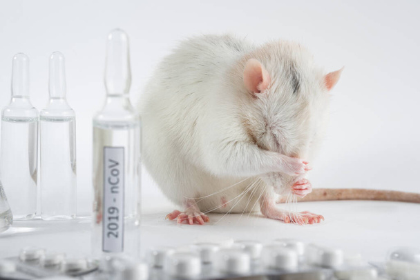 A small rodent sits among pills and ampoules with a vaccine - Foto, imagen