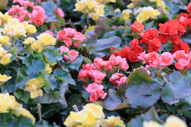 el macizo de flores de la rosa hiemalis en el jardín - Foto, Imagen