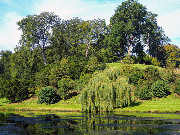 Beautiful trees beside a lake in an English park - Foto, immagini