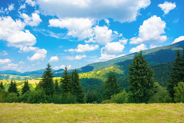 rural landscape in carpathian mountains. summer nature scenery with trees on the meadow. fluffy clouds on the bright blue sky. beautiful view in to the distant hills and valley - Zdjęcie, obraz