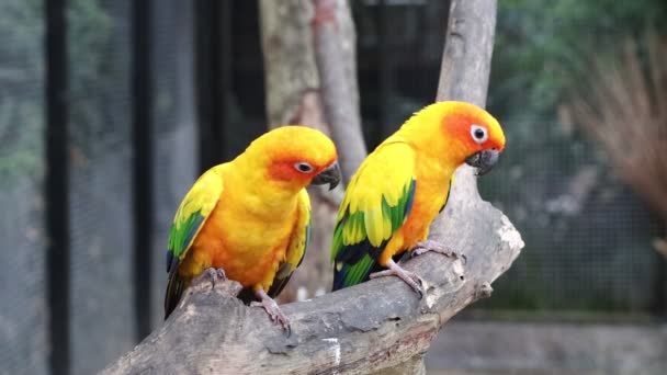Sun Conure papagájok Gyönyörű papagáj ágán fa - Felvétel, videó