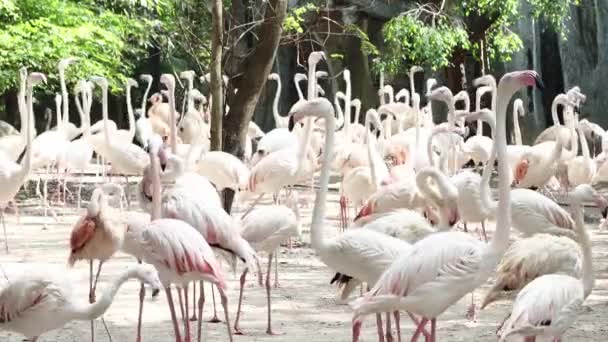 Dusit Hayvanat Bahçesi 'ndeki Flamingo kuşu Bangkok Tayland. - Video, Çekim