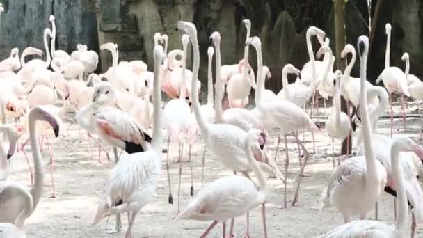 Pták Flamingo v zoo Dusit Bangkok Thajsko. - Záběry, video