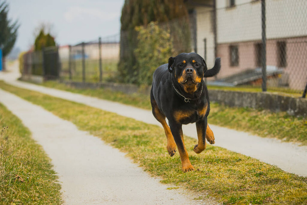 Grande cane rottweiler nero e marrone che corre verso la fotocamera su una strada sterrata o strada sterrata accanto a una recinzione. La bocca di un cane è piena di saliva. - Foto, immagini