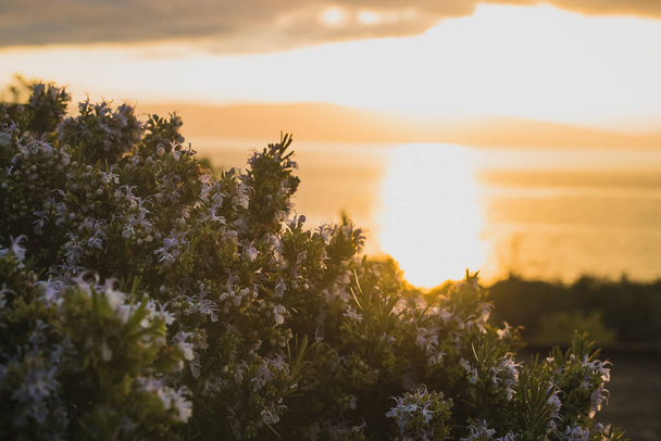 Мрійливе середземноморське листя або зелений кущ в красивій ранковій обстановці з сонцем просто піднімається над морем на відстані. Золотий ранок з квітами
 - Фото, зображення