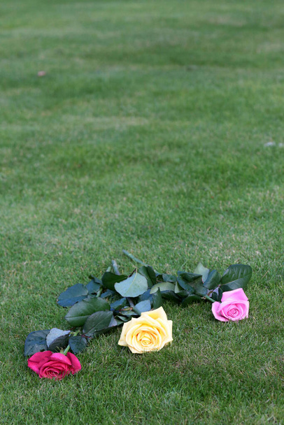 Europa. En Francia. La Isla de Francia. París. 08 / 02 / 2012. Esta colorida imagen representa rosas depositadas en el Jardín del Recuerdo. Cementerio de Pere Lachaise.  - Foto, Imagen