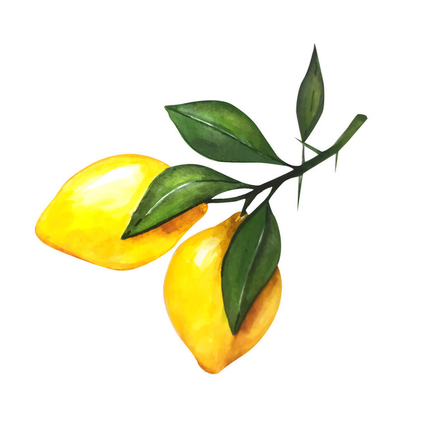 Lemon watercolor illustration. Vector lemons, Watercolor style. Lemons isolated. Citrus watercoulor illustration - Vetor, Imagem