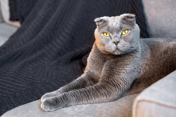Un gato gris de la raza Fold escocesa se sienta en el sofá de la sala de estar en un interior moderno - Foto, imagen