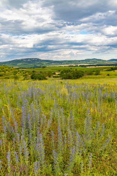 Wiosenny krajobraz w Palavie koło Dolni Dunajovice, Morawy Południowe, Czechy - Zdjęcie, obraz