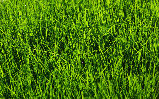  草の背景  - 写真・画像
