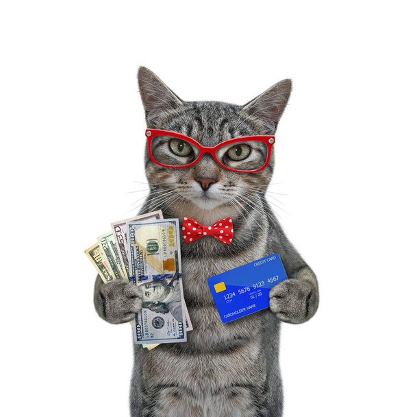 A gray cat in glasses is holding a credit card and a fan of dollars. White background. Isolated. - Fotó, kép