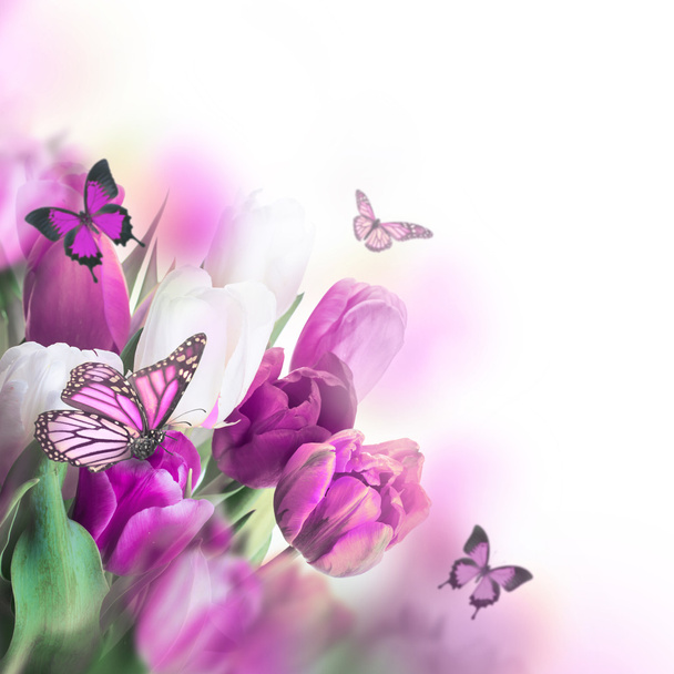 Delicate tulips with butterflys - Foto, afbeelding