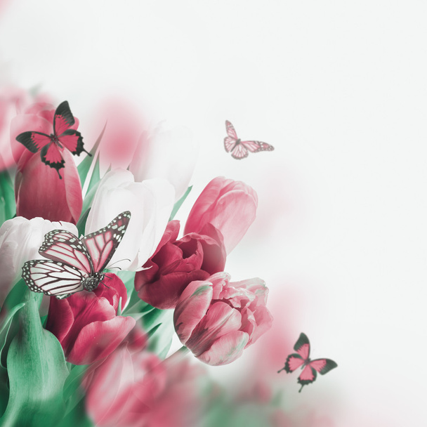 Delicate tulips with butterflys - Foto, Bild