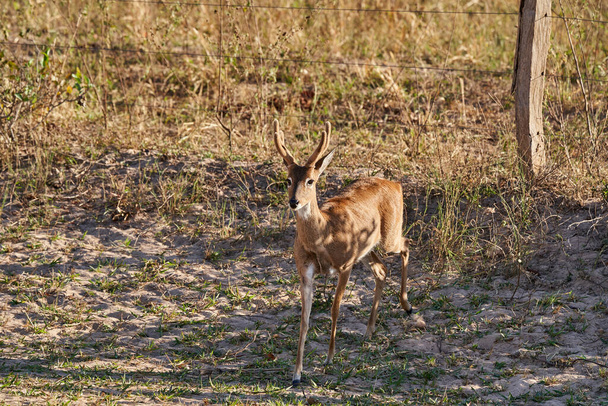 The marsh deer, Blastocerus dichotomus, also swamp deer, largest deer species from South America can mostly be found in the swampy region of the pantanal, Brazil, South America - Photo, Image