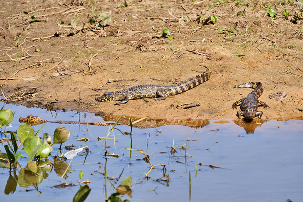 Кайман лежить у болоті Пантанал водно-болотних угідь вздовж Транспантанейри, недалеко від Порто-Жофре на річці Куяба. Кайман - рід кайманів у підродині алігаторів, схожий на крокодилів. - Фото, зображення