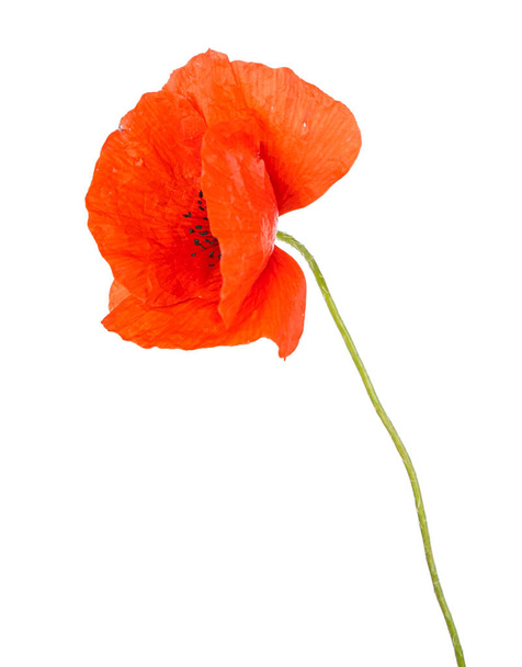 Flor de amapola roja aislada sobre un fondo blanco. Vista de otra flor en el portoflio. - Foto, Imagen