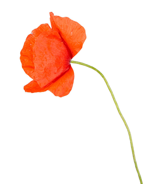 Κόκκινο λουλούδι παπαρούνας απομονωμένο σε λευκό φόντο. Άποψη ενός άλλου λουλουδιού στο πορφόλι. - Φωτογραφία, εικόνα