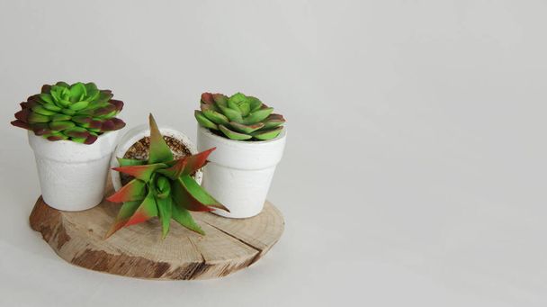 cactus in a flower pot on a white background - Fotoğraf, Görsel