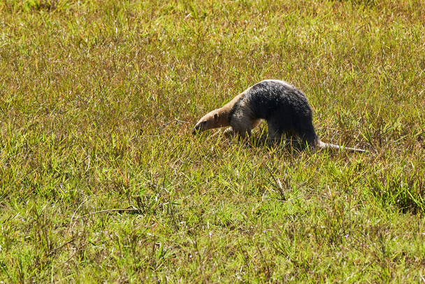 Der südliche Tamandua, Tamandua tetradactyla, auch Kragen-Ameisenbär oder Kleiner Ameisenbär genannt, ist eine südamerikanische Ameisenbärenart, die auf einer Wiese im südlichen Pantanal, Brasilien, auf Nahrungssuche ist. - Foto, Bild