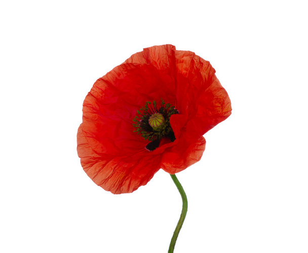 red poppy - Photo, Image