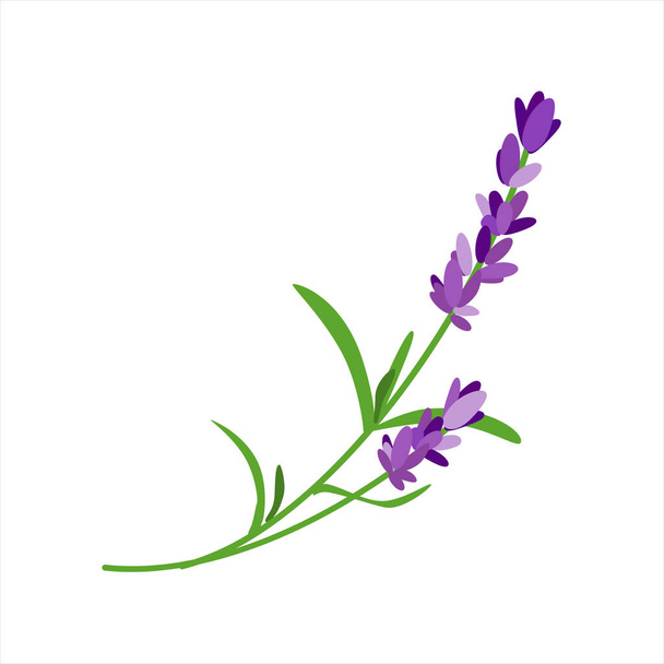 Bunch of lavender flowers isolated on white background. - Vektör, Görsel