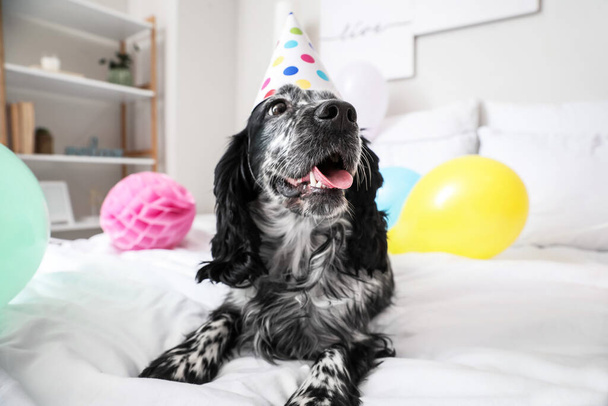 Cute dog celebrating birthday at home - Foto, afbeelding