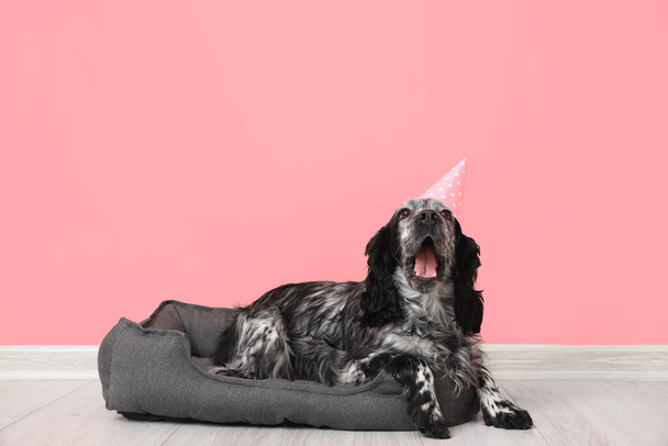 Cute pies świętuje urodziny w domu - Zdjęcie, obraz