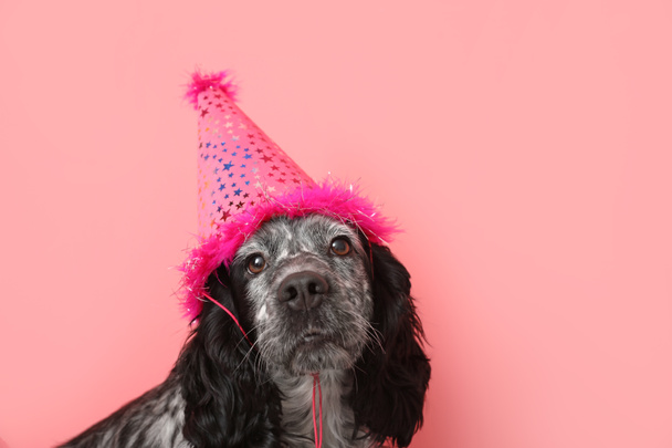 Cão bonito em chapéu de aniversário no fundo de cor - Foto, Imagem