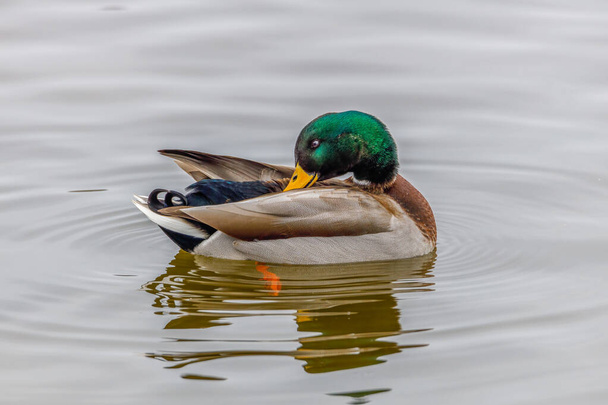 Drake Mallard (Anas platyrhynchos) duck on open water preening feathers during winter. Selective focus, background blur and foreground blur. - Photo, Image