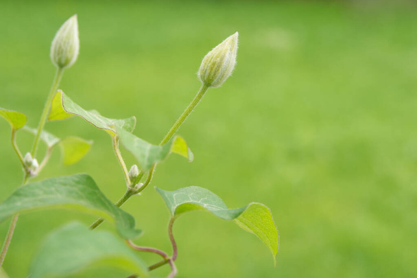 Buds and sprouts of clematis plants on a green background. Sunny spring day - Foto, imagen