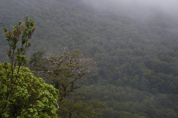 Regenwoud in het Nationaal Park Fiordland. - Foto, afbeelding