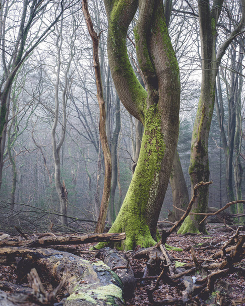 восход и туман в лесу в Нидерландах, Speulderbos Veluwe. - Фото, изображение