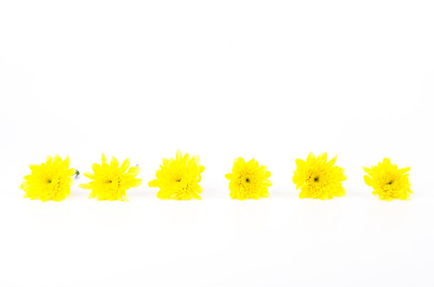 Flor amarela
 - Foto, Imagem