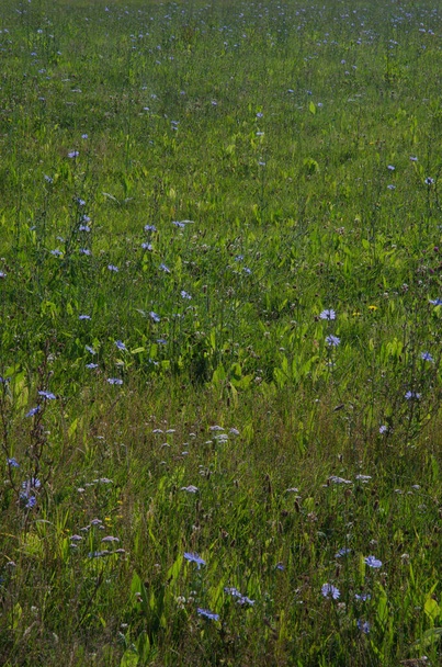 Meadow in Southland. - Photo, Image