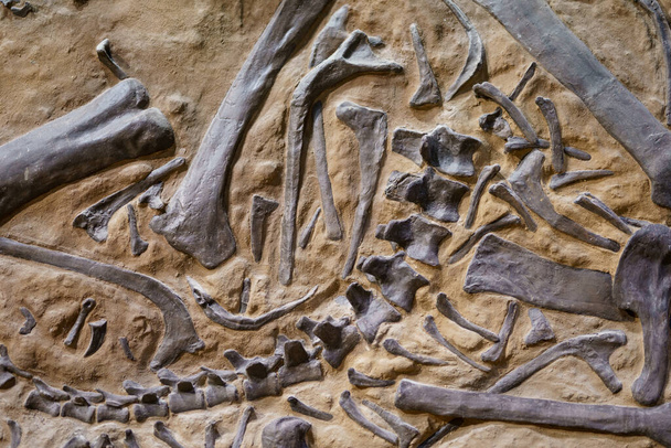 Οστά δεινοσαύρου απολιθωμένη φωτογραφία φόντου - Φωτογραφία, εικόνα
