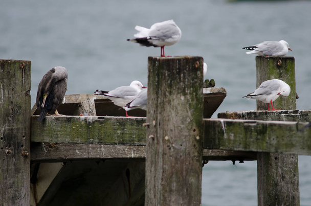Juvenile spotted shag and red-billed gulls. - Photo, Image