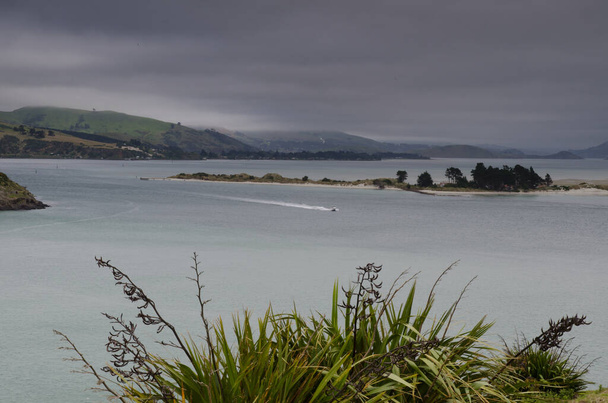 Seascape in Otago Harbor. - Foto, immagini