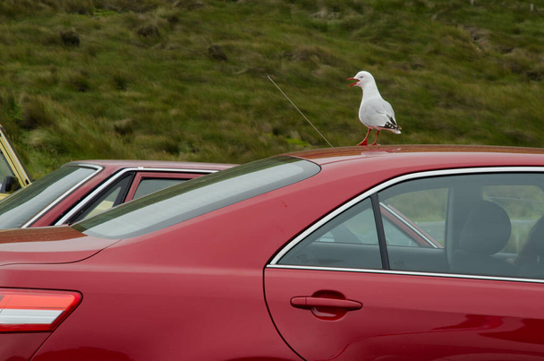 Красноклювая чайка на крыше автомобиля. - Фото, изображение
