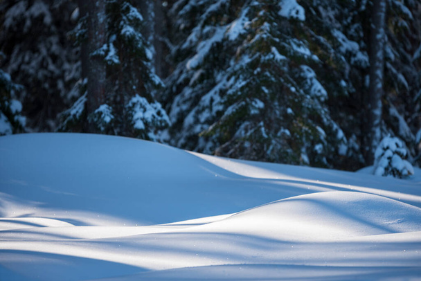 Bosque de invierno, luz solar brillante y sombras en manta de nieve. - Foto, imagen