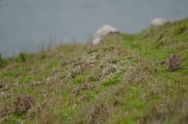 Europese konijnen grazen. - Foto, afbeelding