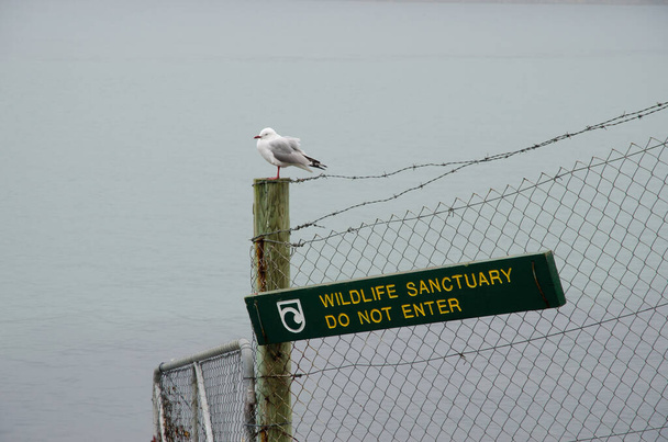 Red-billed gull on a wooden post. - Photo, Image