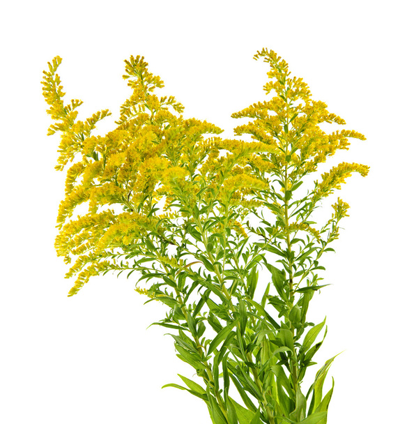 Goldenrod plant - Zdjęcie, obraz