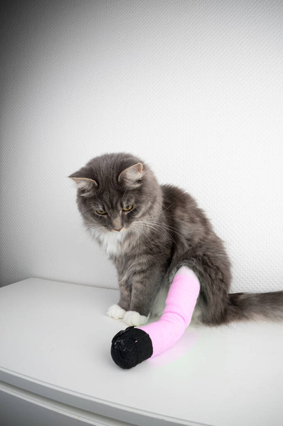 Katze mit Verband an verletzter Pfote - Foto, Bild