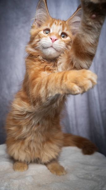 lindo jengibre maine coon gatito jugando - Foto, imagen