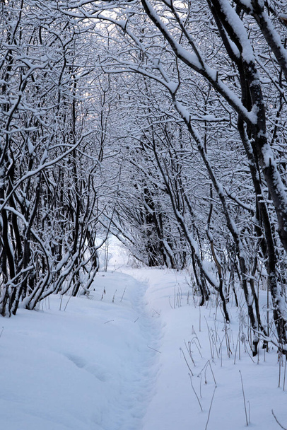 winter morning landscape, a path in the park in deep snow, tree branches after a morning snowfall, - Foto, Bild