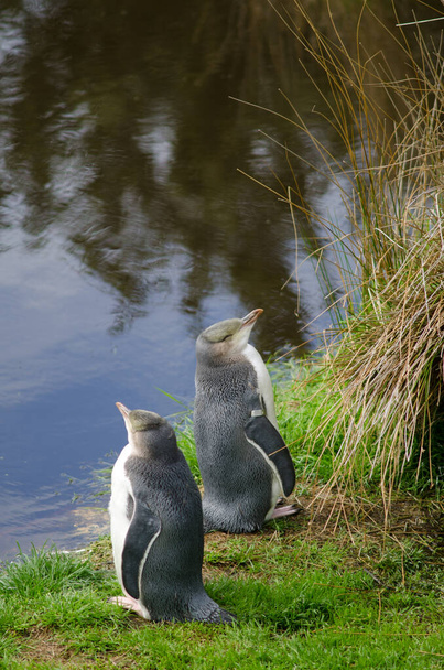 Pinguini dagli occhi gialli Antipodi Megadyptes. - Foto, immagini